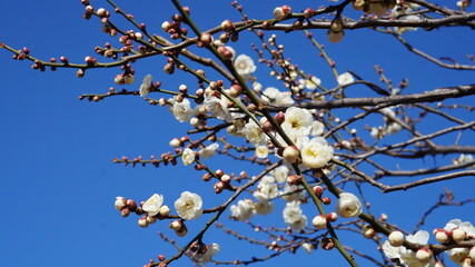 空に梅