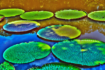 vitoria regia ,manaus, brasilien