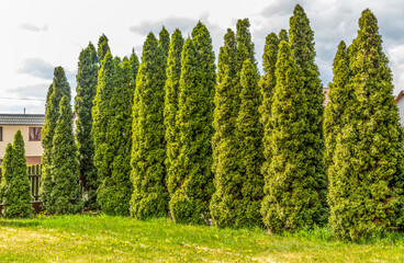 Zielona ściana © Henryk