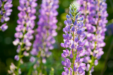 

delicate and beautiful forest flowers close-up