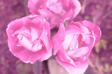 Obraz premium beautiful pink tulips blooming at springtime