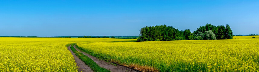 Obraz premium In the middle of a field of flowering rapeseed is a small forest and a dirt road leading to it, yellow rapeseed flowers against the blue sky
