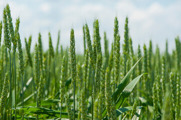 Obraz premium background green spikelets in the field