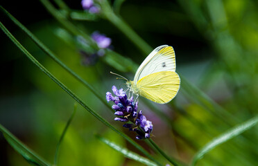 Schmetterling an Lavendel