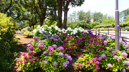 Beautiful hydrangea in the park of Chiba city, Japan on June 20, 2020