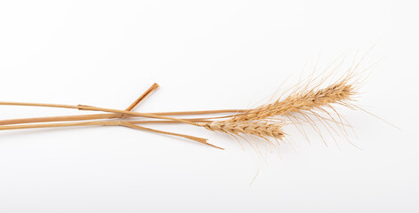 wheat ears isolated on a white background