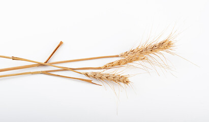 Obraz premium wheat ears isolated on a white background