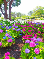 Beautiful hydrangea in the park of Chiba city, Japan on June 20, 2020