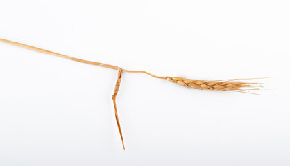 wheat ears isolated on a white background