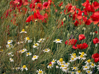 Flowers red poppies blossom on wild field