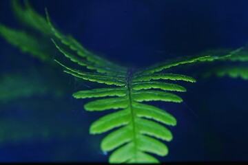green fern leaf