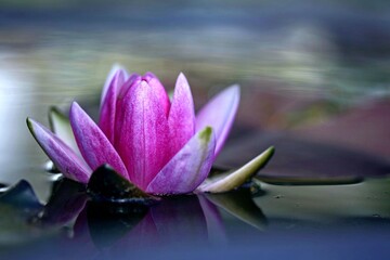 pink water lily