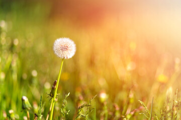 dandelions in the golden rays of the setting sun as nature background.
Beautiful white dandelion in a field at sunset. White dandelion among green grass and yellow dandelions. 