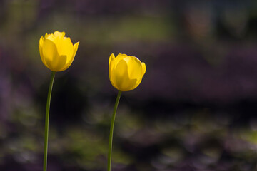 Two yellow tulips in the garden close up with blurred background