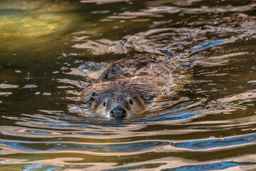 beaver swimming in the pond