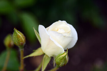 Single white rose