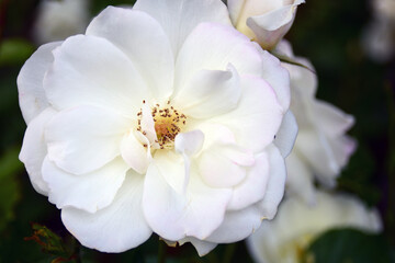 Fototapeta na wymiar White dog-rose flower