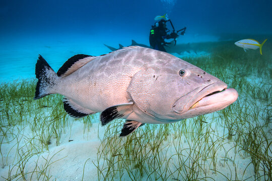 A beautiful and huge grouper in Tiger Beach.