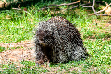 Porcupine in the grass