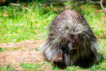 Porcupine in the grass