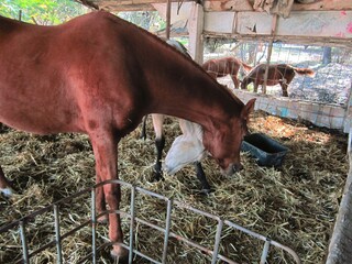 horse and foal