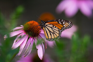 A monarch butterfly feeds on a purple coneflower at Rosetta McClain Gardens in Scarborough, Ontario. 