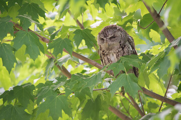 An Eastern Screech Owl keeps a watchful eye on the photographers milling about the tree containing its chicks at Toronto`s Rosetta McClain Gardens. 