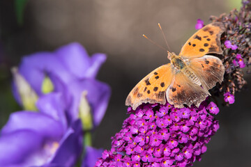 A worn Question Mark butterfly rests on some butterflybush at Toronto`s popular Rosetta McClain Gardens.