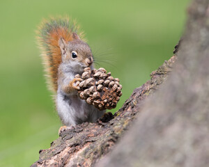 A baby American Red Squirrel investigates a pinecone that it found outside its home tree at Rosetta McClain Gardens in Toronto, Ontario.