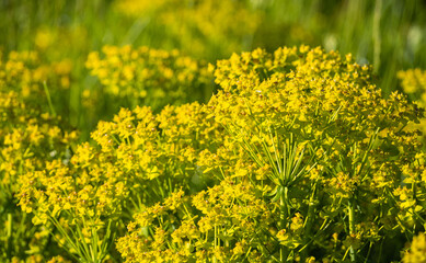 Kwiatki te rosną na szczycie góry Monte Falko we Włoszech