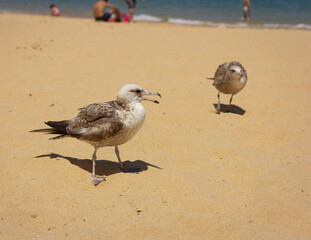 Seagulls on the beach. Sea holidays. Seagull.
