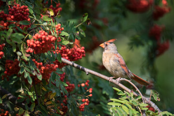 A female Northern Cardinal forages for a meal in a Mountain Ash tree laden with autumn berries at Rosetta McClain Gardens in Toronto, Ontario.