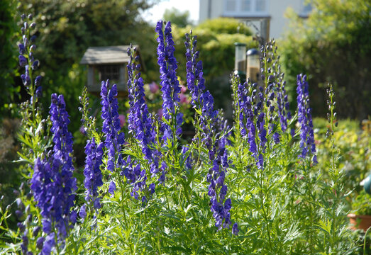 Aconitum napellus, also known as Monkshood or wolf's bane, a poisonous perennial herb, growing in an English cottage garden