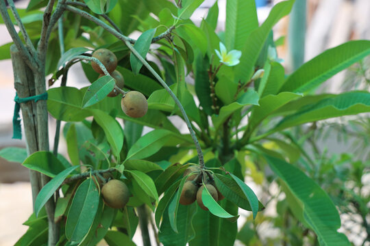 sapodillo fruit tree