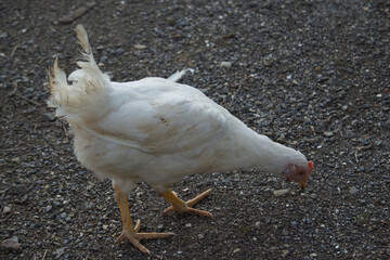 white chicken on the mud