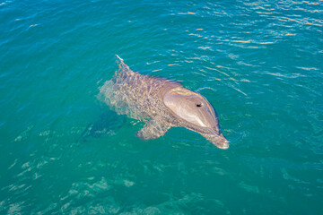 Dolphin in the blue water. Dolphins.