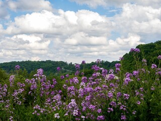 Field of purple Dame’s rocket wildflowers with rolling hills behind and a white cloud filled blue sky in the spring in southwest Pennsylvania.  Landscape scenic nature picture.
