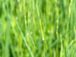 Blurred green background with grass
