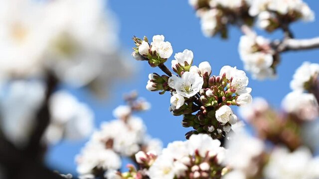 Bees pollinating white cheery blossom tree in spring time