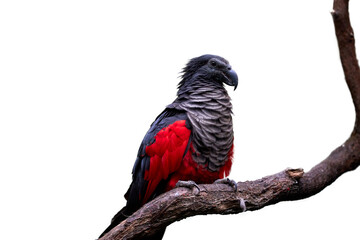 Obraz premium Isolated on white, Pesquet's parrot, Psittrichas fulgidus, red and black, vulturine parrot, endemic to montane rainforest in New Guinea. Vulnerable, threatened Species.