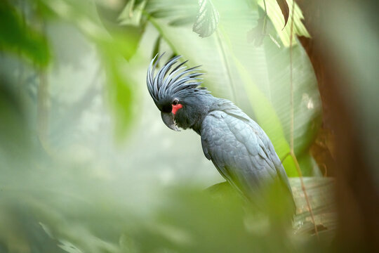 Palm cockatoo, Probosciger aterrimus, large smoky-grey parrot with erected large crest, native to rainforests of New Guinea. Close up portrait of cockatoo, sitting among  blurred green leaves.