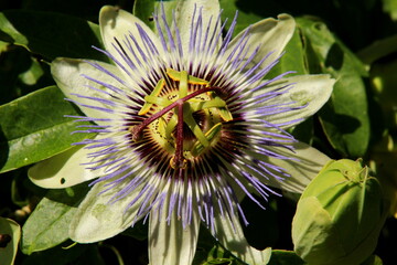 Fleur de passiflore