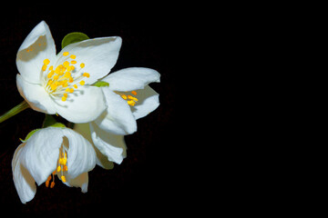 Naklejka na ściany i meble branch of jasmine flowers isolated on black background.