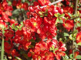 Rot blühender Busch im Sommer