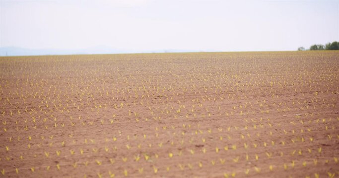 Agriculture - Young Corn Growing at Agricultural Field