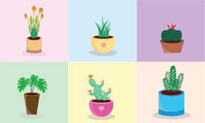 Set of house plants catuses and succulents.