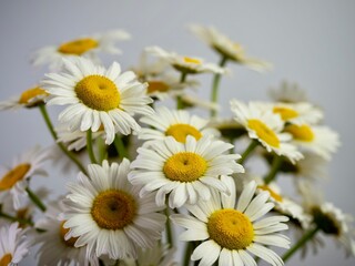 Fototapeta premium Fresh cut daisy white and yellow flower blooms up close in macro photography shot with selective focus and a white background.
