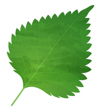 3 914 件の最適な 紫蘇の葉 画像 ストック写真 ベクター Adobe Stock