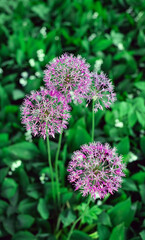 Purple allium on green garden background. Vertical image
