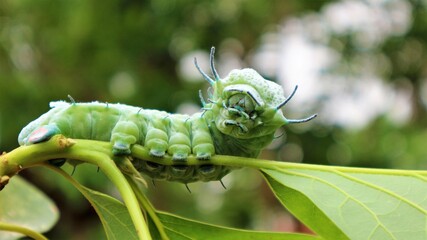 Atlas at moth (Attacus atlas) Is a large saturniid moth found in the tropical and subtropical forests of Southeast Asia and commonly found in the Malay Archipelago.